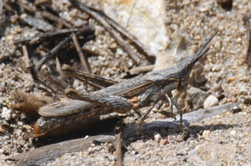 Pyrgomorpha conica conica